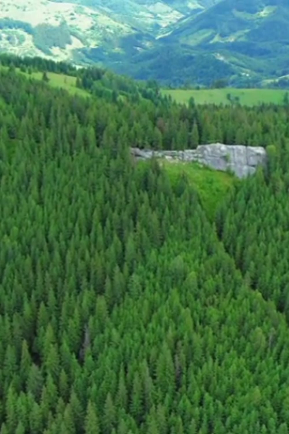 Still from Sounds of the Wild